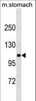 CLSTN2 / Calsyntenin 2 Antibody (aa743-770)