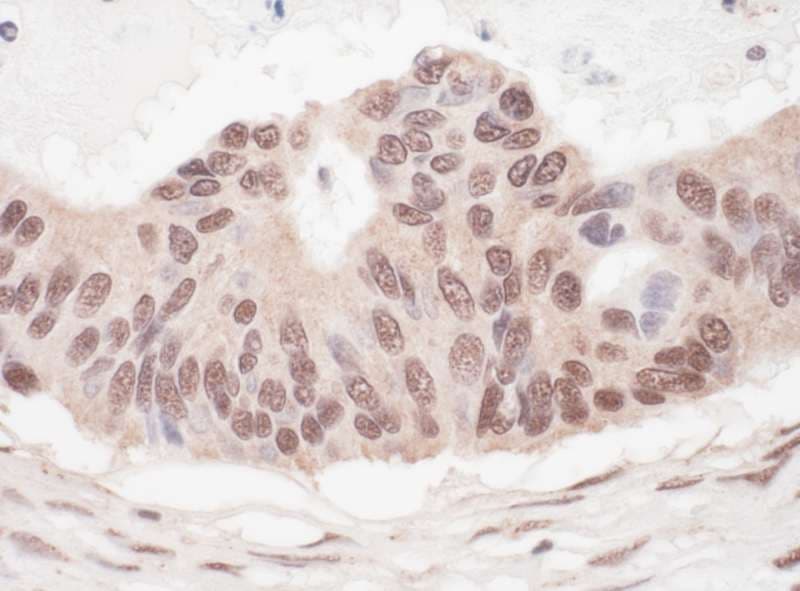 L3MBTL2 Antibody (aa655-705)