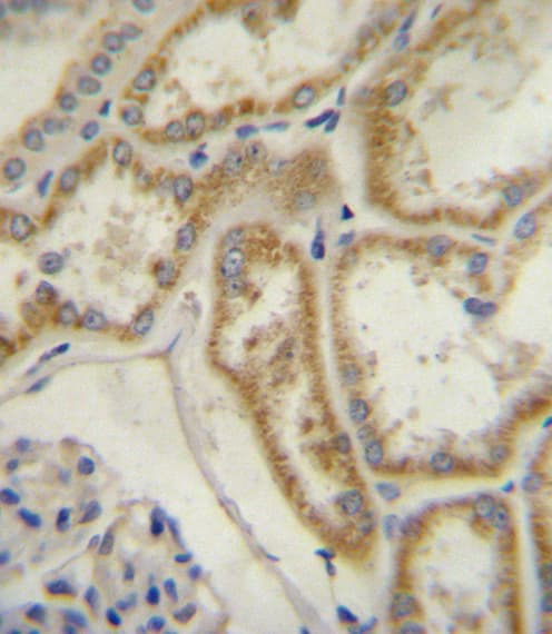 NPR3 Antibody (aa67-97)