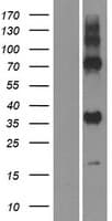 GPR157 Protein (Over-Expression Lysate Myc-DDK (Flag))