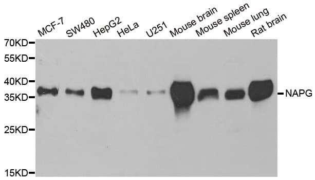 Polyclonal Rabbit anti-Human NAPG Antibody (IHC, IF, WB)