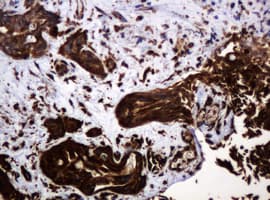 POGK Antibody (clone OTI6D5, Carrier-free)