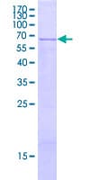 Human HAPLN2 Protein (Recombinant GST)
