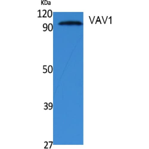 Polyclonal Rabbit anti-Human VAV1 / VAV Antibody (100-180 aa, WB)