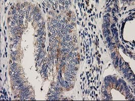 CHCHD5 Antibody (clone OTI9E11)