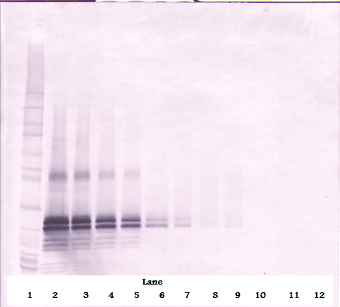 Polyclonal Rabbit anti-Human FGF17 Antibody (WB)