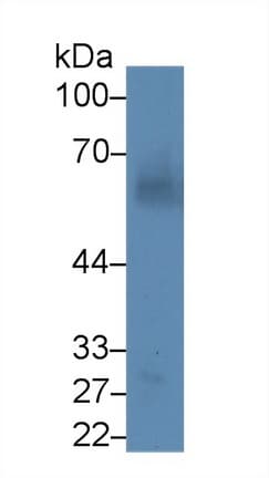 ANGPT1 / Angiopoietin-1 Antibody