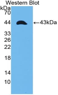 TNFRSF12A / TWEAK Receptor Antibody (aa24-126, Cy3)