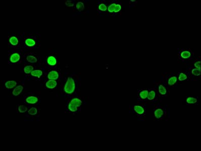 HIST1H3A Antibody