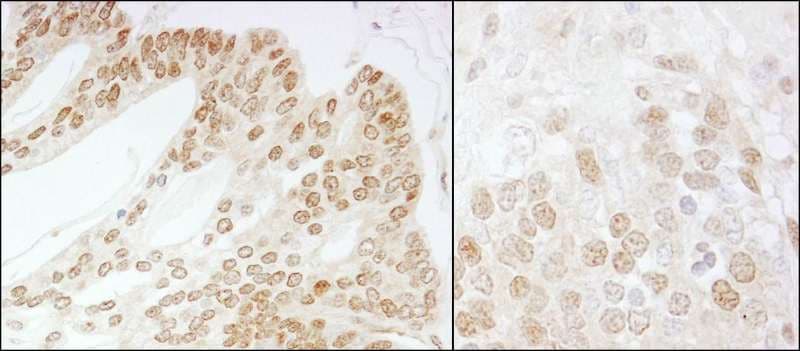 COPS5 / JAB1 Antibody (aa175-225)