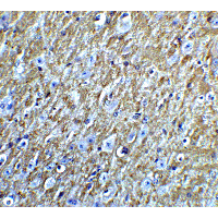 FOXA2 Antibody