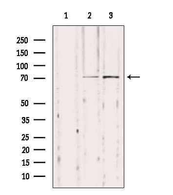 Polyclonal Rabbit anti-Human NUB1 Antibody (IHC, IF, WB)