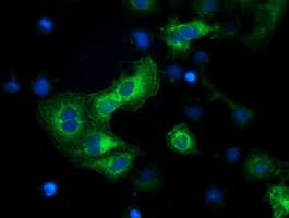 BECN1 / Beclin-1 Antibody (clone OTI1E1, Carrier-free)