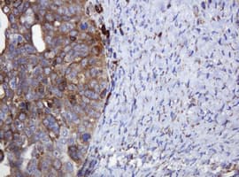 POGK Antibody (clone OTI3D2)