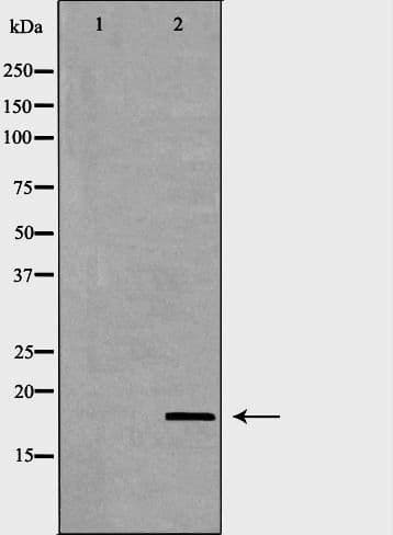 PPIA / Cyclophilin A Antibody