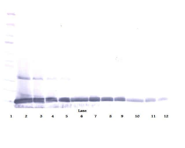 IL22 Antibody