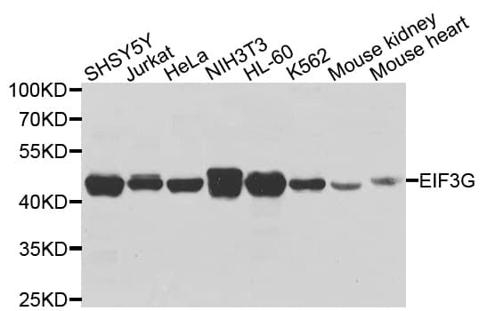 EIF3G Antibody