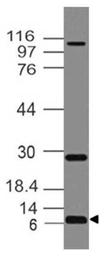 Monoclonal Mouse anti-Human PMAIP1 / NOXA Antibody (clone ABM16G6, WB)