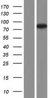 ZBTB16 / PLZF Protein (Over-Expression Lysate Myc-DDK (Flag))
