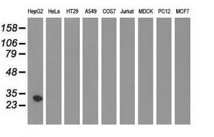 SULT2A1 / Sulfotransferase 2A1 Antibody (clone OTI1D2, Carrier-free)