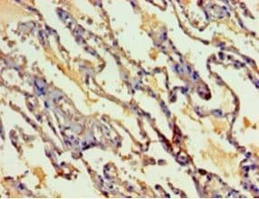 MYEF2 Antibody (aa372-576)