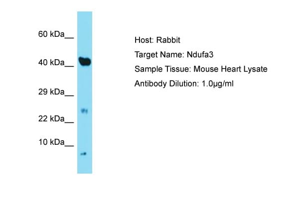 Polyclonal Rabbit anti-Mouse NDUFA3 / B9 Antibody (C-Terminus, WB)