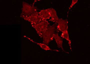 Polyclonal Rabbit anti-Human AKAP2 Antibody (IF, WB)