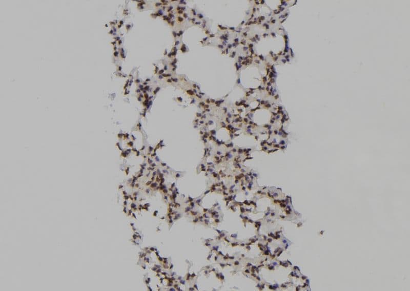 PSMA6 Antibody