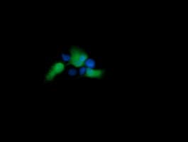 Monoclonal Mouse anti-Human UBE2G2 Antibody (clone OTI1D2, IHC, IF, WB)