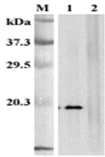 Monoclonal Mouse anti-Human TNFSF9 / CD137L Antibody (clone 41B436, Extracellular Domain, WB)