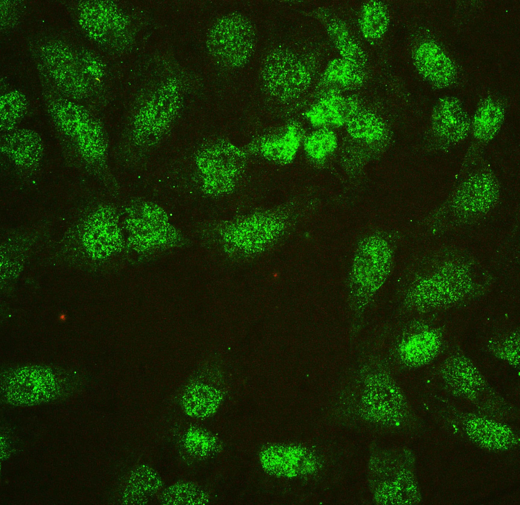 Polyclonal Rabbit anti-Human HNRNPL / hnRNP L Antibody (WB)