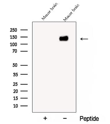 CYFIP2 / PIR121 Antibody