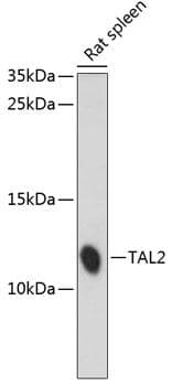 BHLHA19 / TAL2 Antibody
