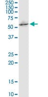 NPRL3 Antibody (clone 4E6)