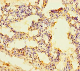 RUFY4 Antibody
