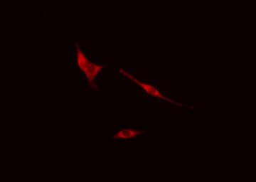 COPS2 / TRIP15 / ALIEN Antibody