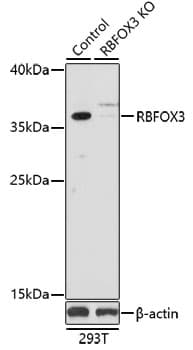 RBFOX3 / NEUN Antibody