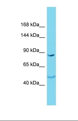 NKPD1 Antibody (aa135-184)