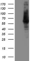 ILVBL Antibody (clone OTI2F1, Carrier-free)
