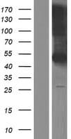 KLRG2 Protein (Over-Expression Lysate Myc-DDK (Flag))