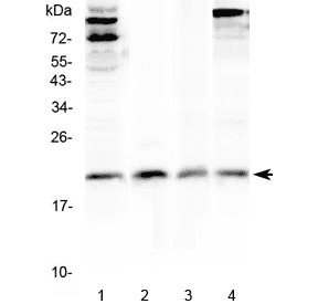 IL22 Antibody