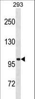 LRRC8A / LRRC8 Antibody (aa782-810)