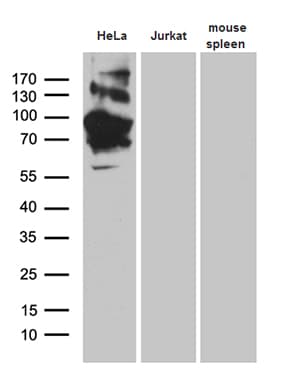 CD71 / Transferrin Receptor Antibody (clone OTI6H9)