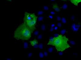 RIC8A Antibody (clone OTI3G3, Carrier-free)