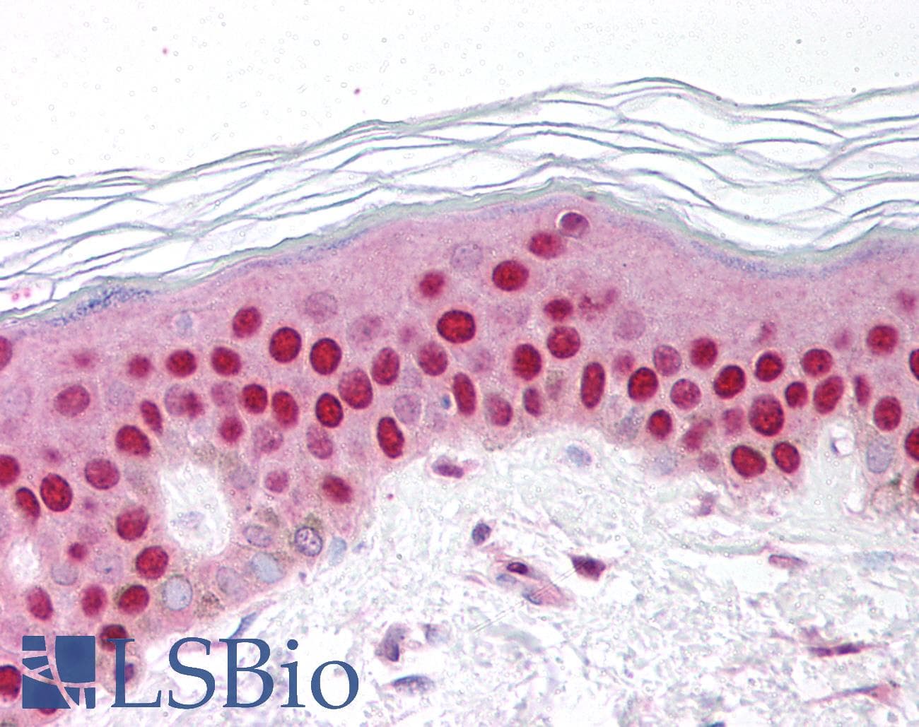 IHC-plus™ Polyclonal Rabbit anti-Human GDF9 / GDF-9 Antibody (aa45-59, IHC, WB)