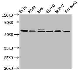 GATAD2A Antibody