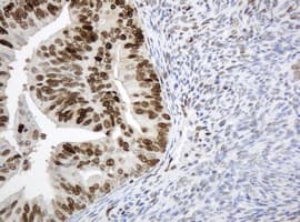 PCNA Antibody (clone OTI1H10)
