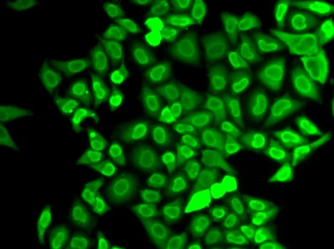 XRCC5 / Ku80 Antibody