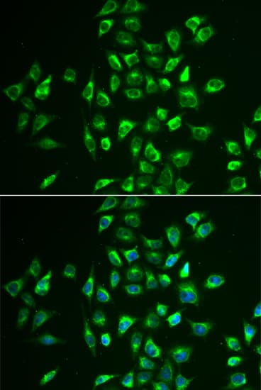 IHC-plus™ LNX1 / LNX Antibody