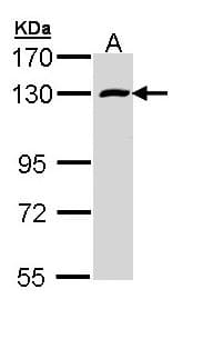 RBM15 Antibody (aa146-425)